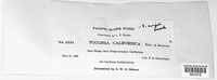 Puccinia californica image